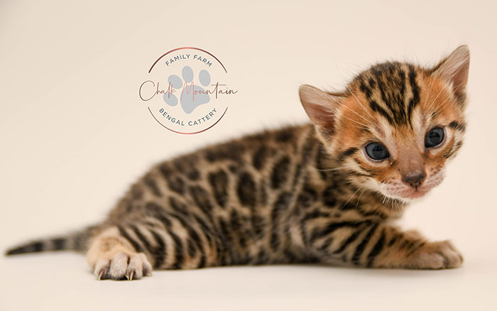 Bengal kitten for sale